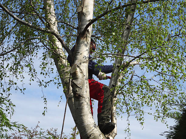 Best Commercial Tree Services  in De Motte, IN